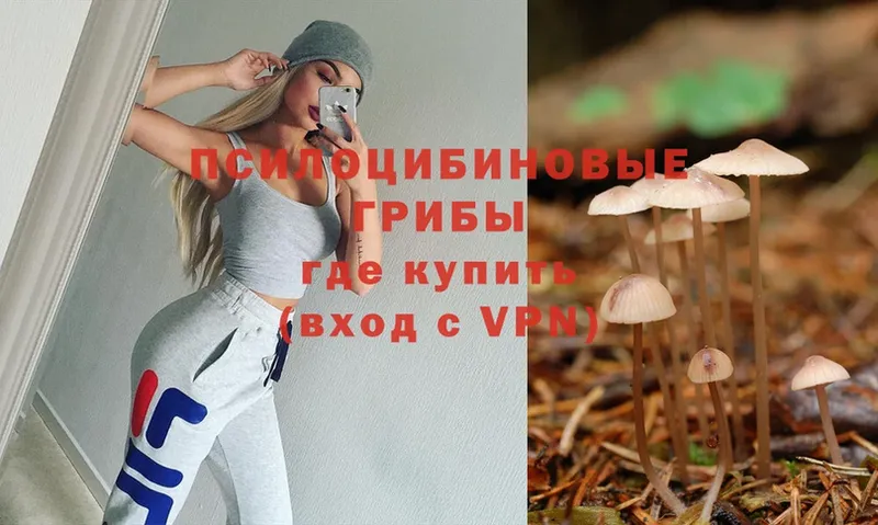 Галлюциногенные грибы Psilocybe  что такое   Орск 